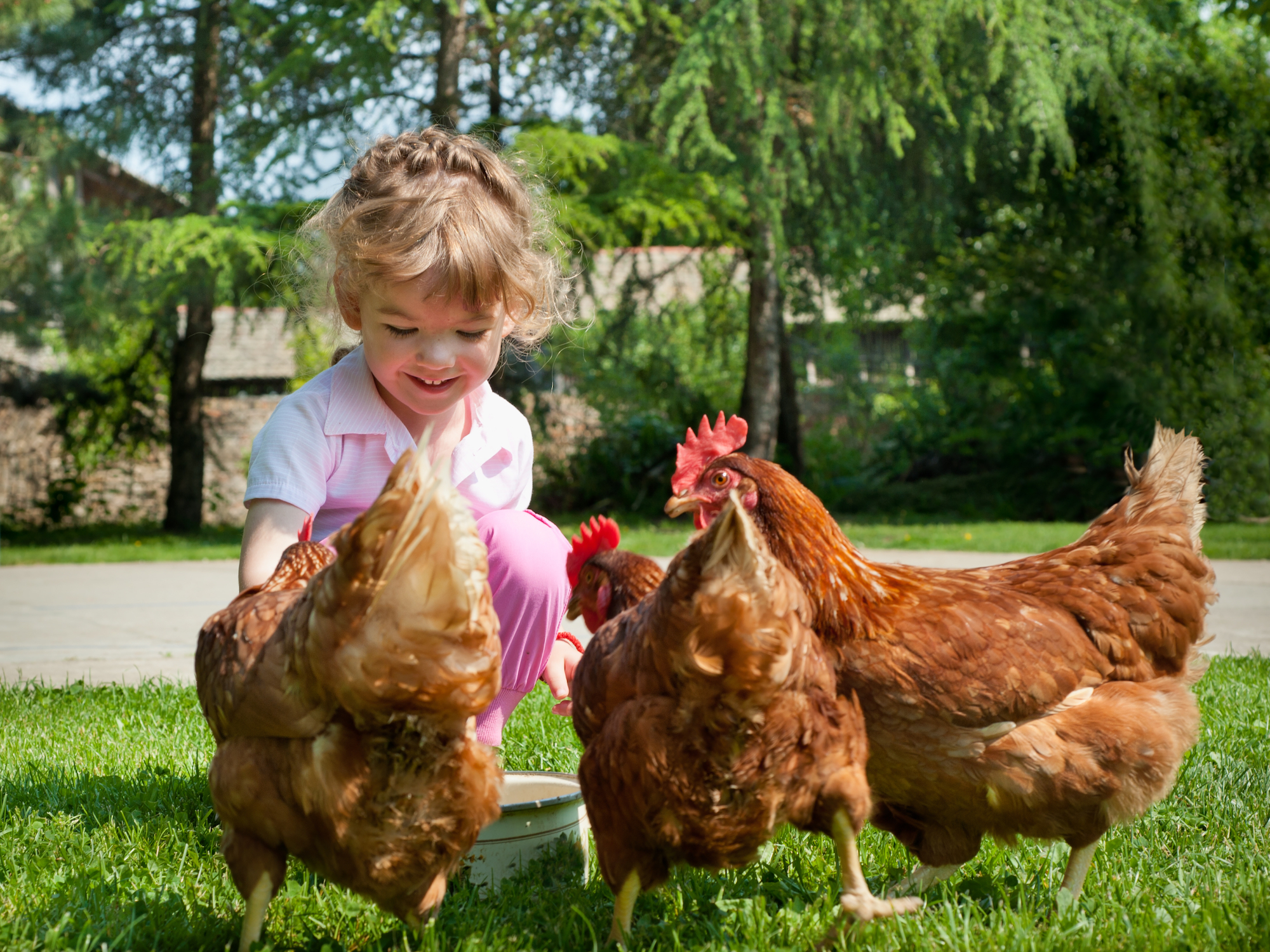 Introduce Your Kids to the Eggstraordinary World of Chicken Keeping - Vimarsana News