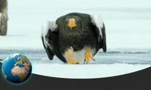The Fascinating World of Angry Birds
