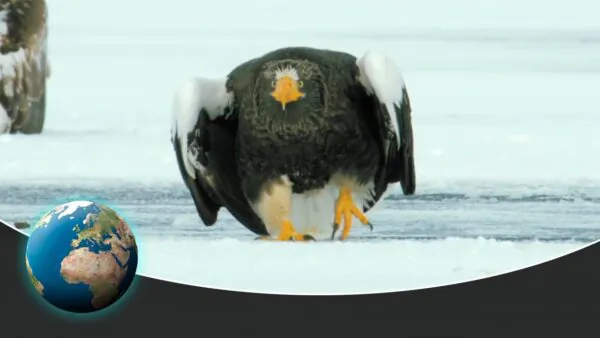The Fascinating World of Angry Birds