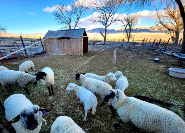 Epoch Times Photo