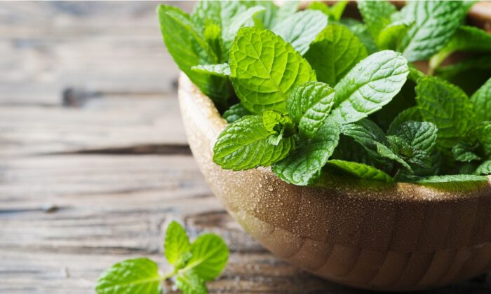 Peppermint: First Aid for Nausea, Headache, Constipation, and More