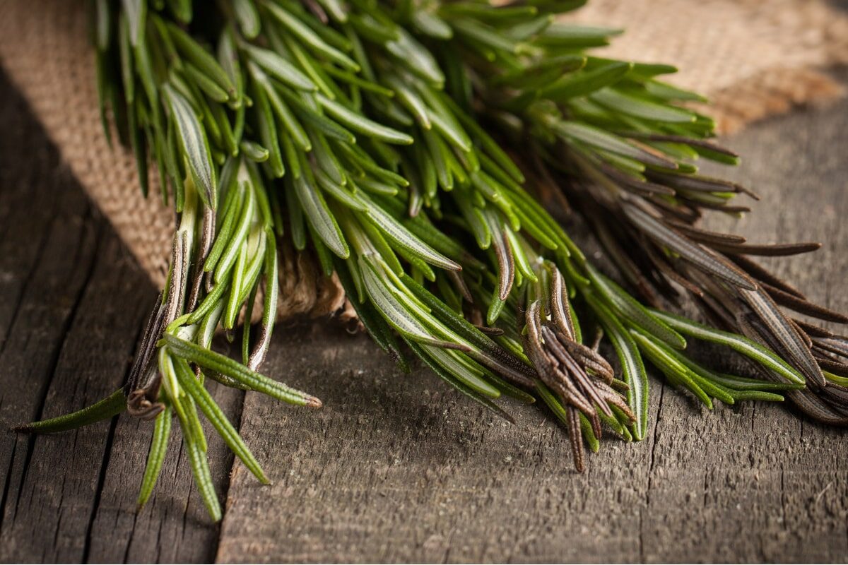 Rosemary can promote fat metabolism and enhance memory. (CreatoraLab/Shutterstock)