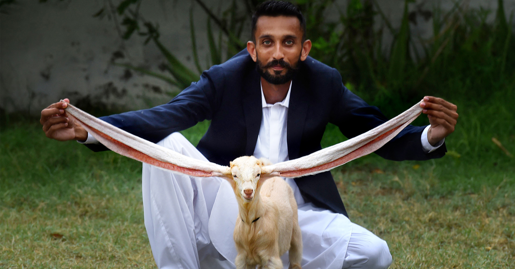 NextImg:Goat breeder raises kid with 2-foot-long ears, contacts Guinness World Records to create new category
