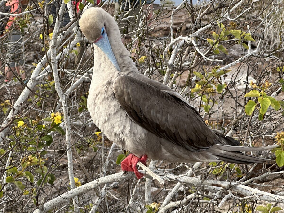 NextImg:Deep Dive: A Closer Look at Life in the Galapagos