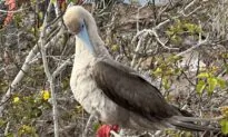 Deep Dive: A Closer Look at Life in the Galápagos