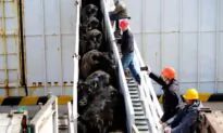 Malaysia Lifts Ban on Australian Live Cattle Exports