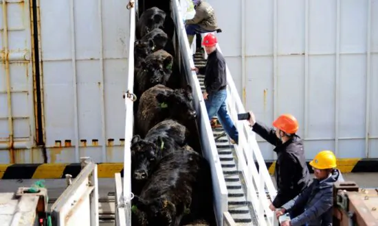 Malaysia Lifts Ban on Australian Live Cattle Exports