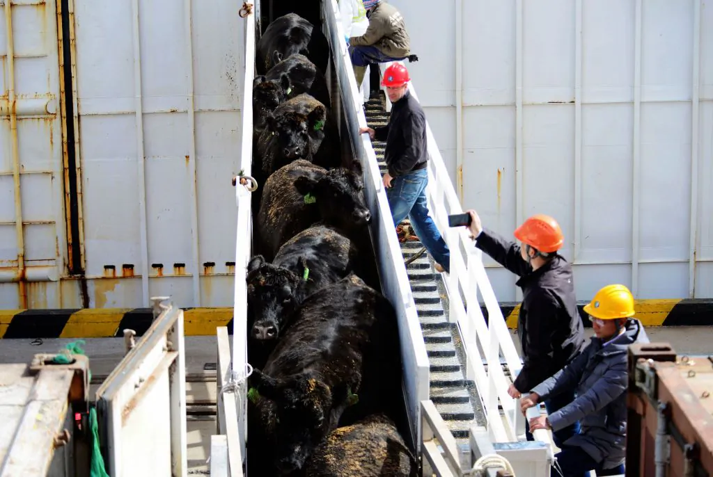 Workers transfer beef cattle imported from Australia at a port in Qingdao, east China's Shandong Province, on April 15, 2018. (AFP via Getty Images)
