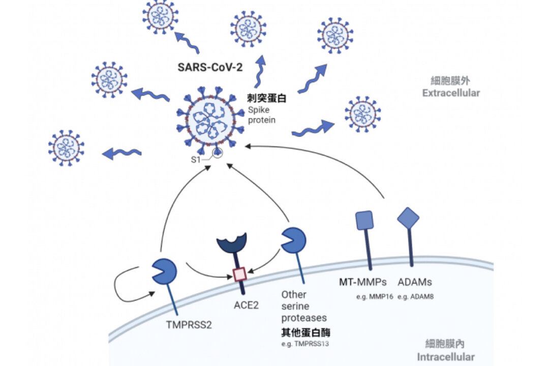 Inhibitors of SARS-CoV-2 New Host Protease Reduces Omicron Variant Infection: Study