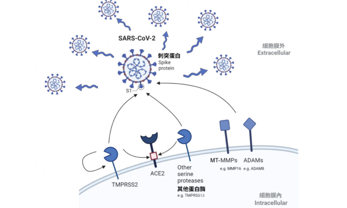 NextImg:Inhibitors of SARS-CoV-2 New Host Protease Reduces Omicron Variant Infection: Study