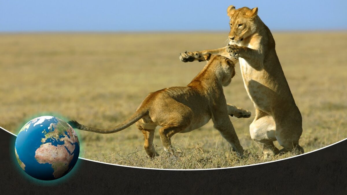 NextImg:One Cat to Rule Them All: Is the Lion the True King of Beasts?