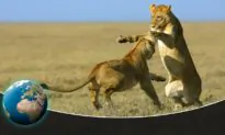 One Cat to Rule Them All: Is the Lion the True King of Beasts?