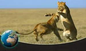One Cat to Rule Them All: Is the Lion the True King of Beasts?