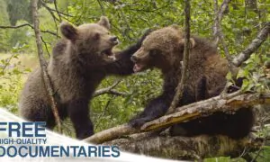 Survival in the Carpathian Mountains