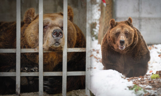 Saddest Restaurant Bear in Albania Freed From Tiny Cage After 20 Years of Boredom and Being Gawked At