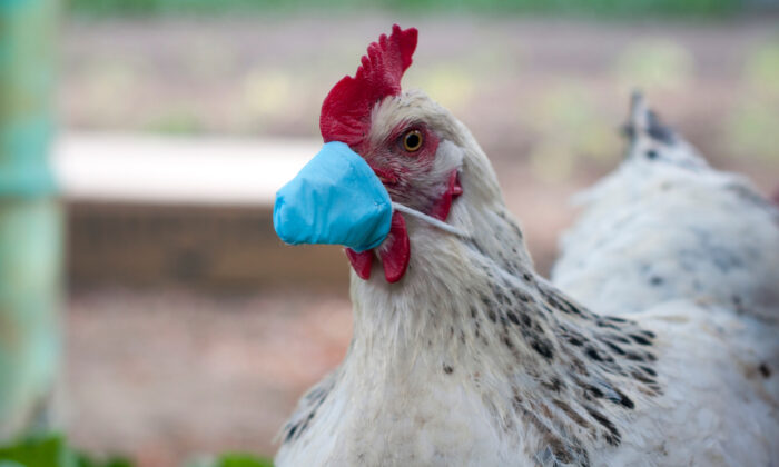 Bird Flu in the News–Again