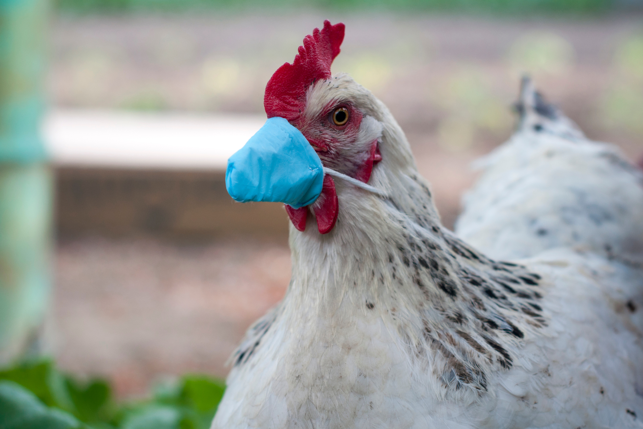Bird Flu in the News–Again - Vimarsana News