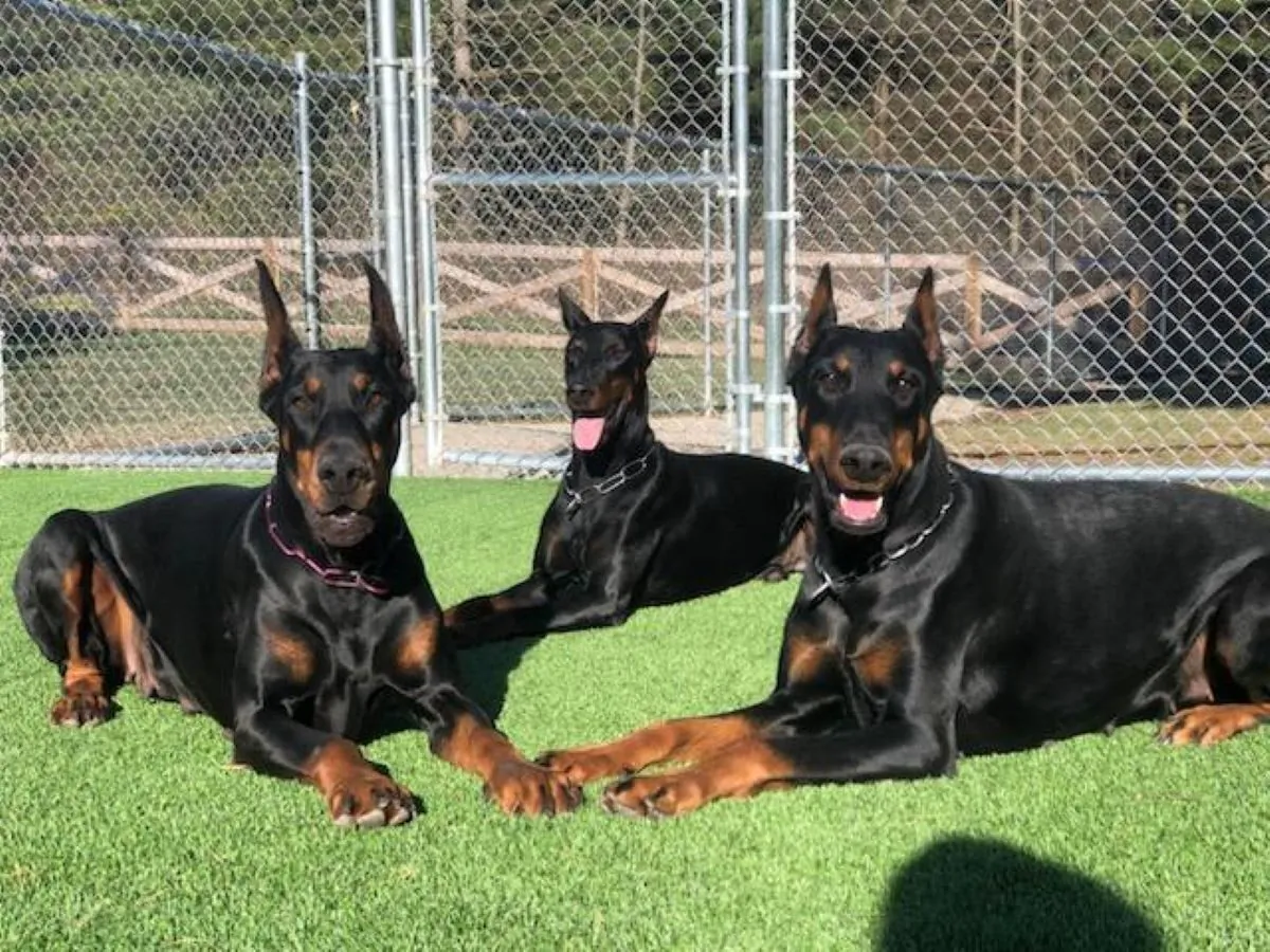 Three Doberman pinschers bask in the sun at Von Schwarz Doberman Kennel in Darlington Township, Pennsylvania, before the nearby Norfolk Southern train derailment forced the kennel owner to evacuate. (Courtesy of Katie Schwarzwaelder)