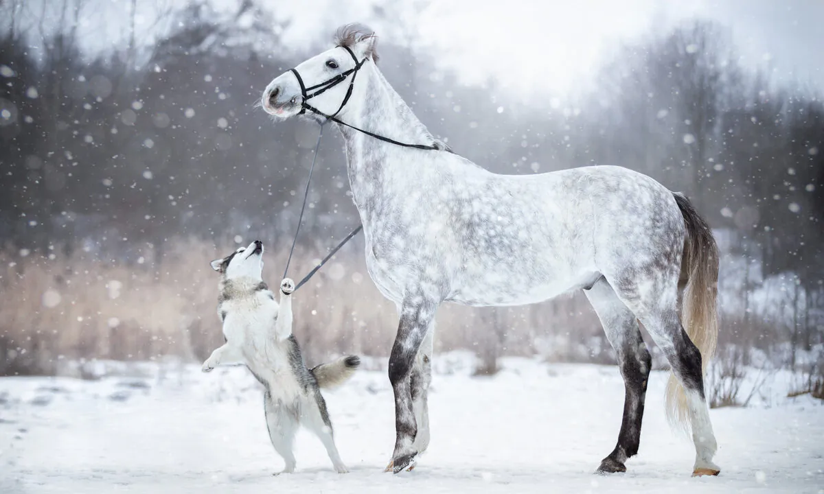 (Courtesy of Svetlana Pisareva)