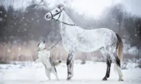 Gray Horse and Alaskan Dog Form an Instant Bond, Star in Incredible Snowy Photoshoot