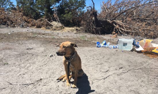 Dogs: The Silent Sufferers of the Growing California Cannabis Industry