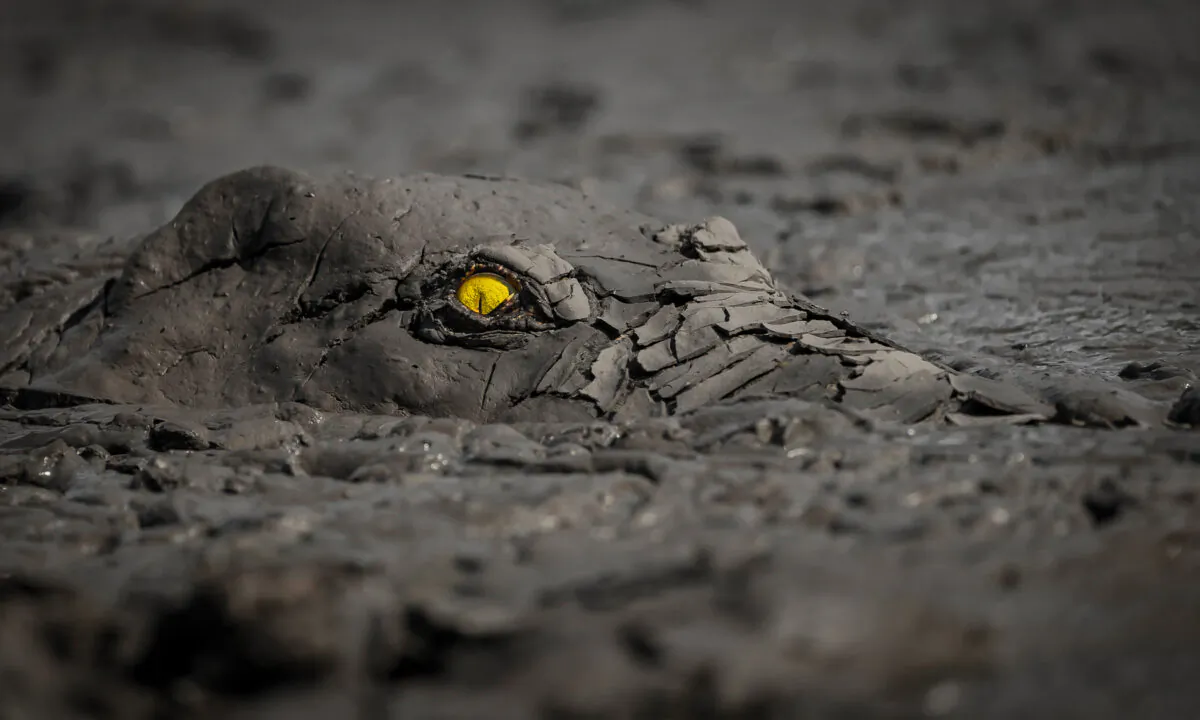(Courtesy of Jens Cullmann/World Nature Photography Award)