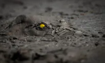 29 Winners of World Nature Photography Awards 2022 Feature Crocodile’s Flaming Eye Claiming Gold