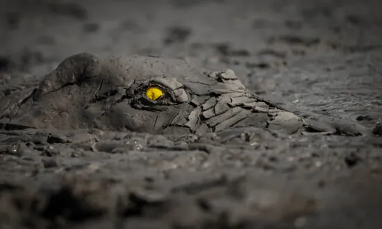29 Winners of World Nature Photography Awards 2022 Feature Crocodile’s Flaming Eye Claiming Gold