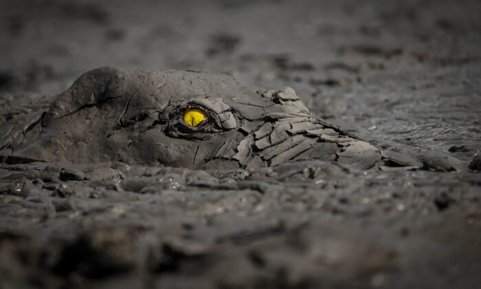 29 Winners of World Nature Photography Awards 2022 Feature Crocodile’s Flaming Eye Claiming Gold