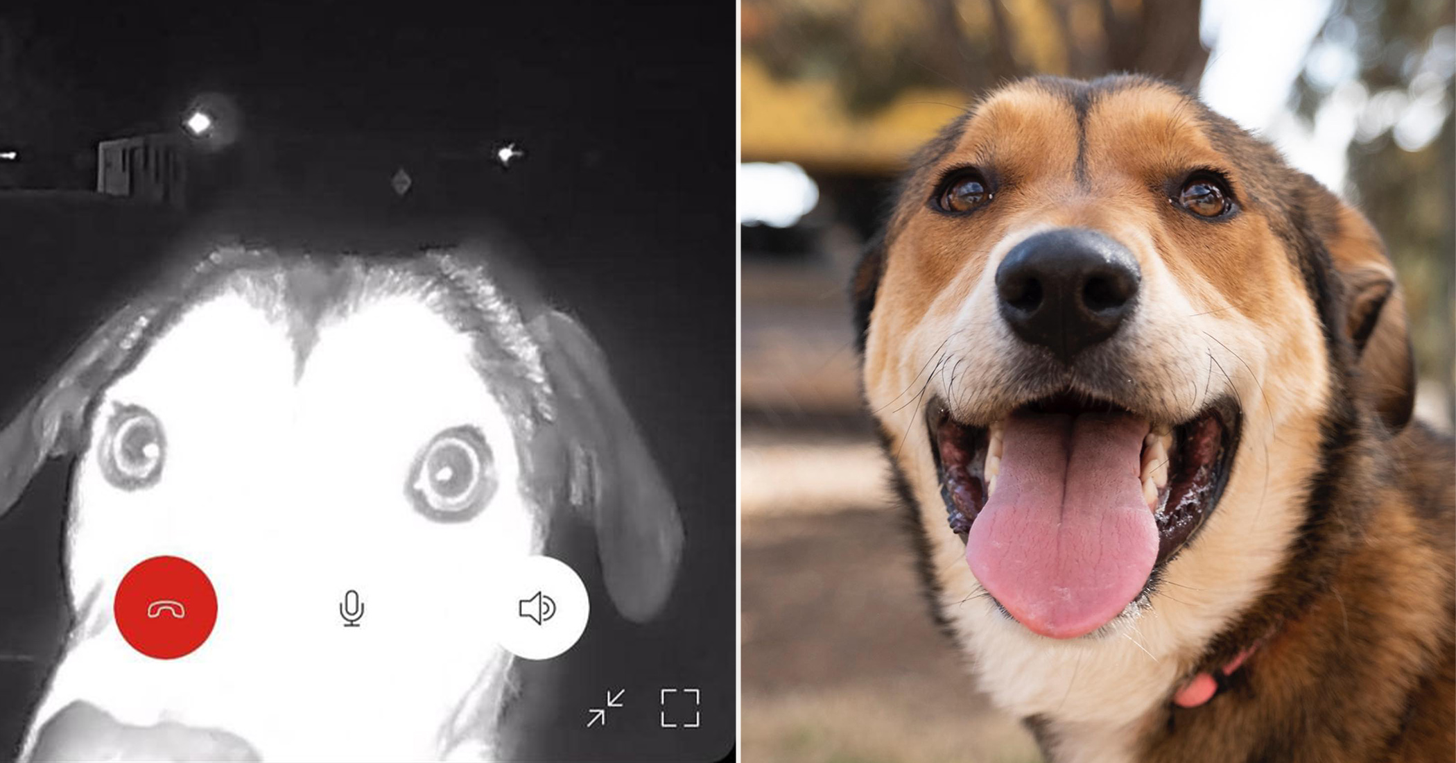 NextImg:Facebook title: Runaway dog finds her way back to former shelter and shows up at their door for help