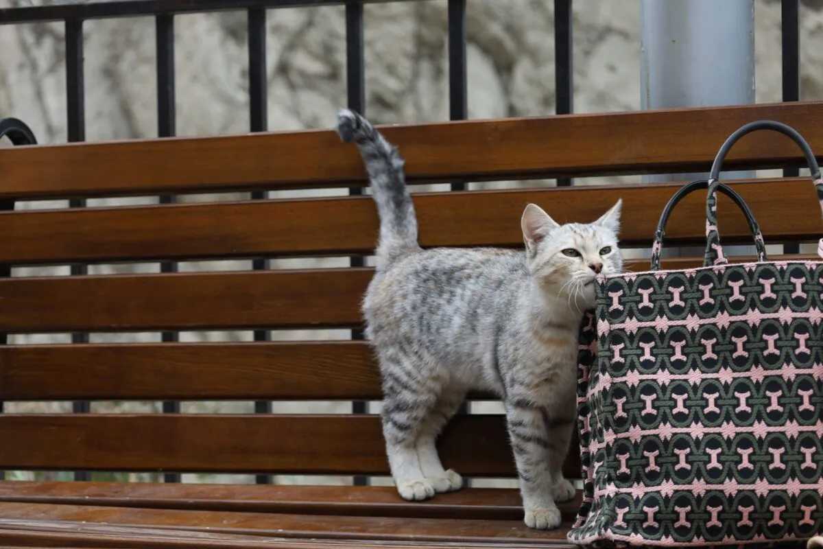 Cats' tails will tell you a lot about how they are feeling. (Serg Alesenko/Pexels)