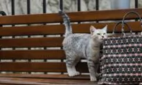 Cats’ Tails Tell Tales