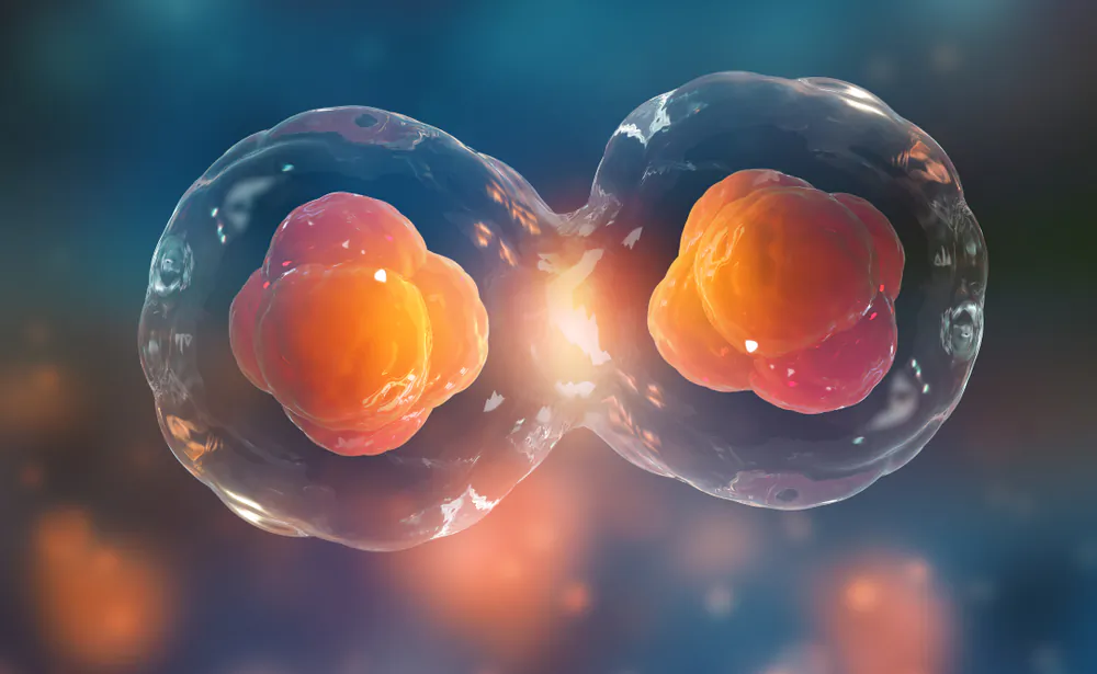 Cell division. (Shutterstock)