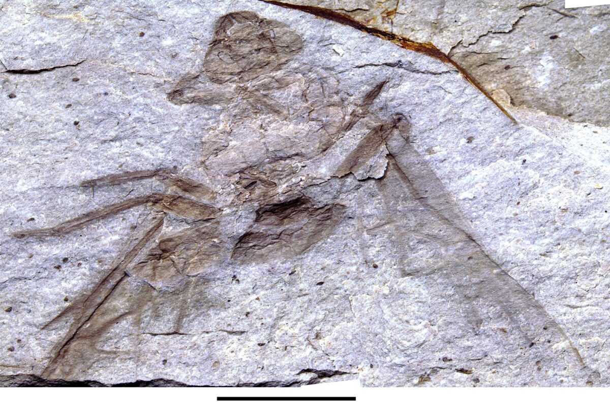 NextImg:Canada's First 'Giant' Ant Fossil Discovered in BC