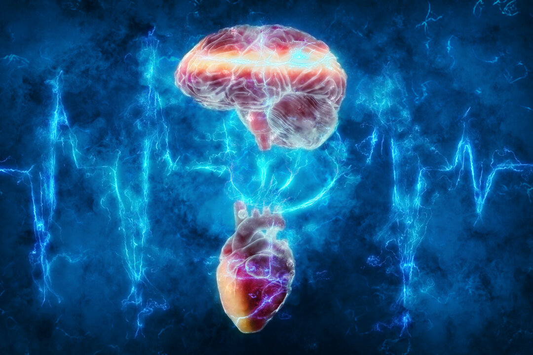 The link between the heart and brain. (Andrus Ciprian/Shutterstock)