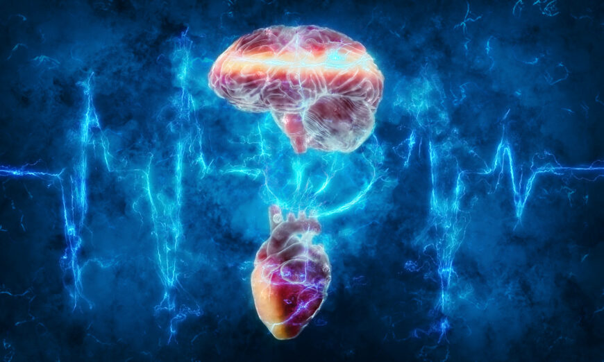 The link between the heart and brain. (Andrus Ciprian/Shutterstock)
