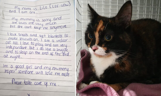 Cat Abandoned at Shelter With Heart-Wrenching Note From ‘Sorry’ Owner Is Finally Adopted