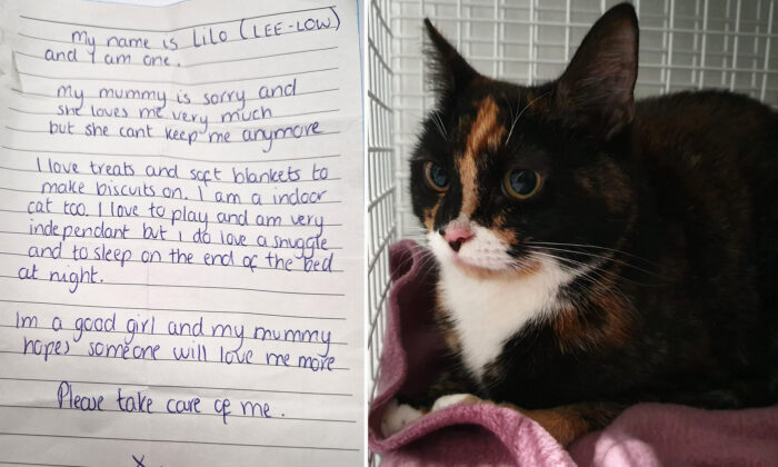 Cat Abandoned at Shelter With Heart-Wrenching Note From 'Sorry' Owner Is Finally Adopted