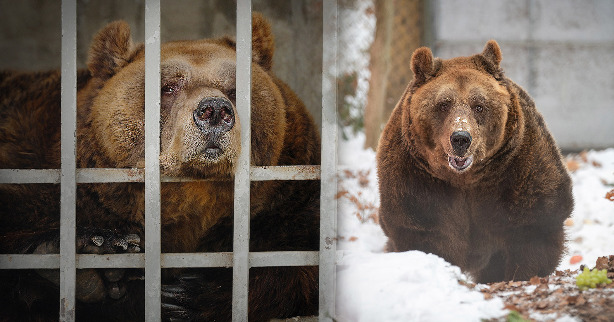 NextImg:Saddest restaurant bear in Albania freed from tiny cage after 20 years of boredom and being gawked at