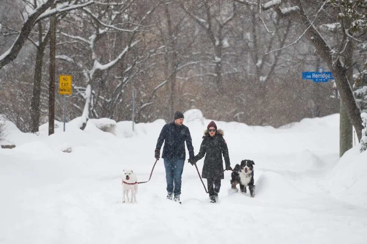 People and their dogs make their way through the Old Ottawa East neighbourhood of Ottawa, on March 4, 2023. (The Canadian Press/Spencer Colby)