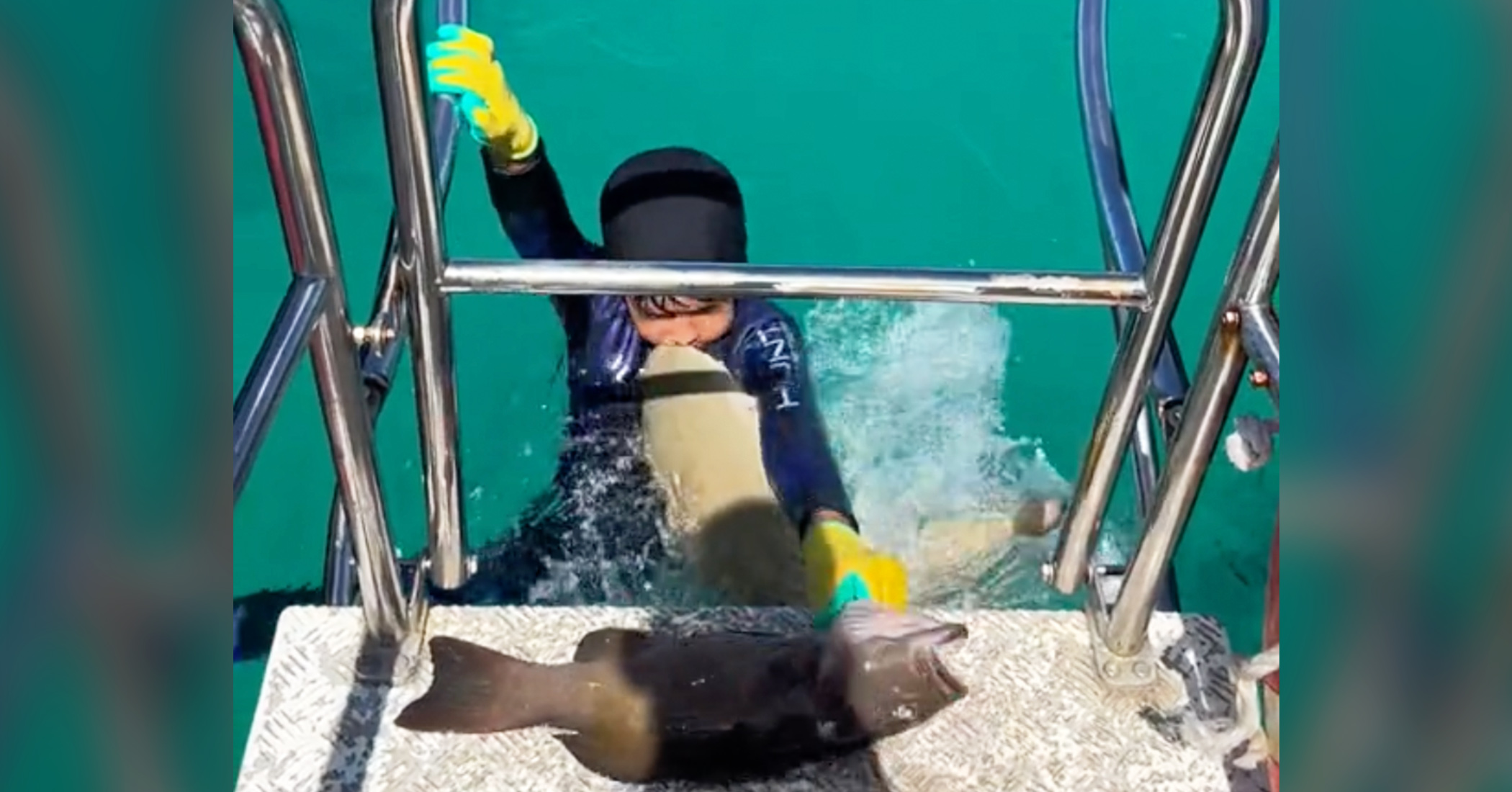 NextImg:Video: 8-year-old boy is bitten by a baby shark during a spearfishing trip with his dad