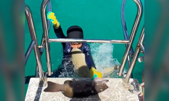 VIDEO: 8-Year-Old Boy Is Bitten by a Baby Shark During a Spearfishing Trip With His Dad