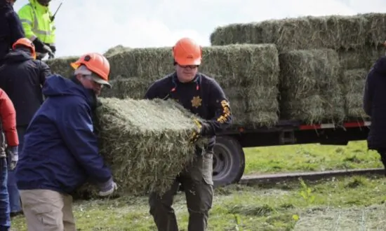 California’s ‘Operation Hay Drop’ Feeds Starving, Snowed-In Cows by Helicopter