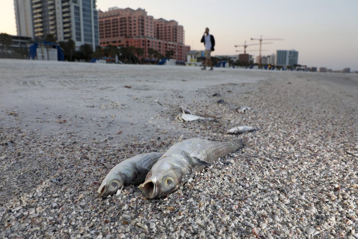 NextImg:Presence of Red Tide Algae on Florida's Gulf Coast Killed Fish, Caused Breathing Problems and Burning Eyes, Festival Cancelled