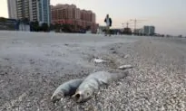 Presence of Red Tide Algae on Florida’s Gulf Coast Killed Fish, Caused Breathing Problems and Burning Eyes, Festival Cancelled
