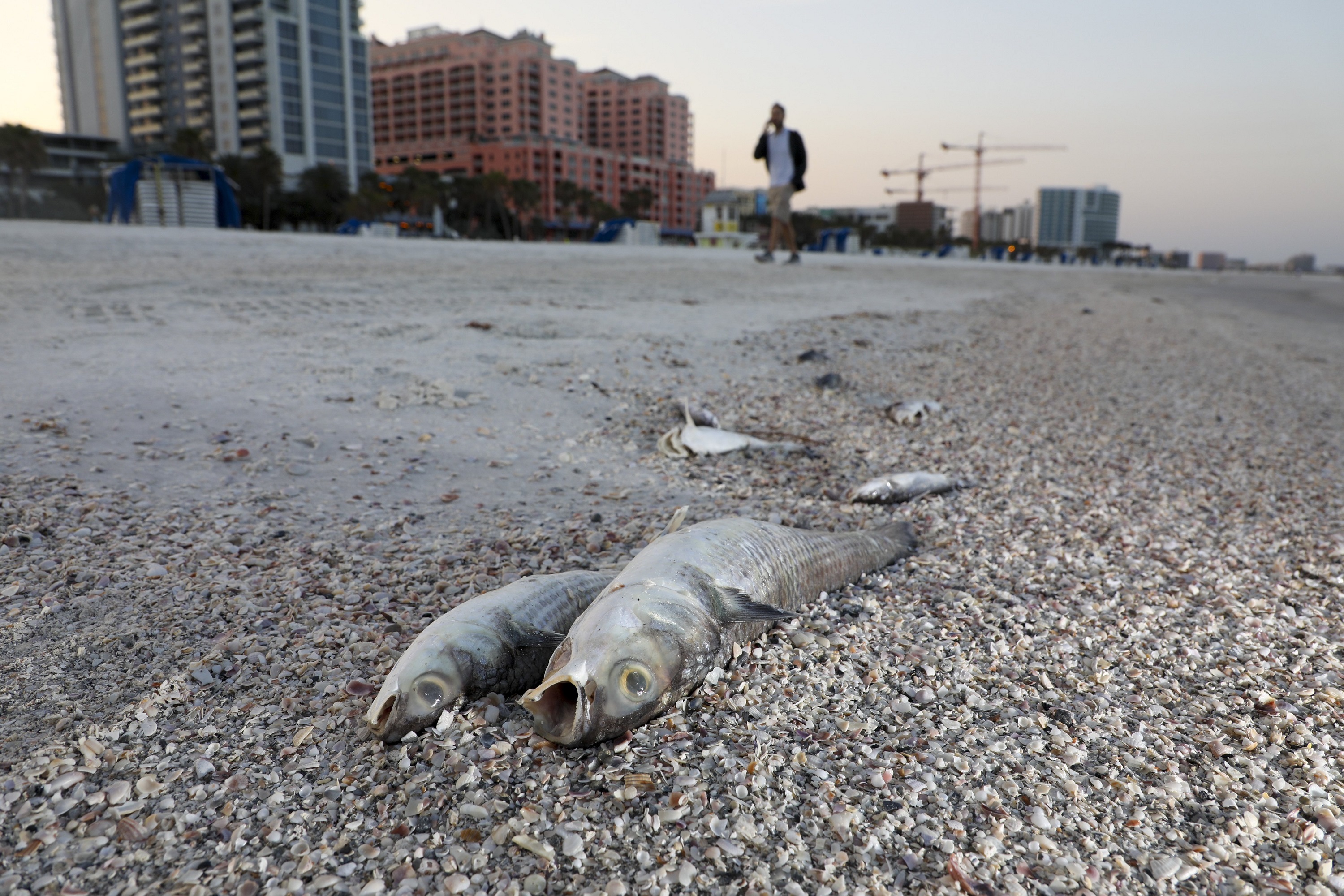 Presence of Red Tide Algae on Florida's Gulf Coast Killed Fish, Caused Breathing Problems and Burning Eyes, Festival Cancelled - Vimarsana News