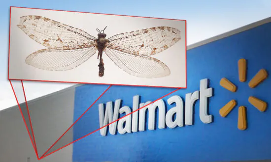 Giant Flying Insect Found on Walmart in Arkansas Turns Out to Be Surviving Jurassic-Era Relic