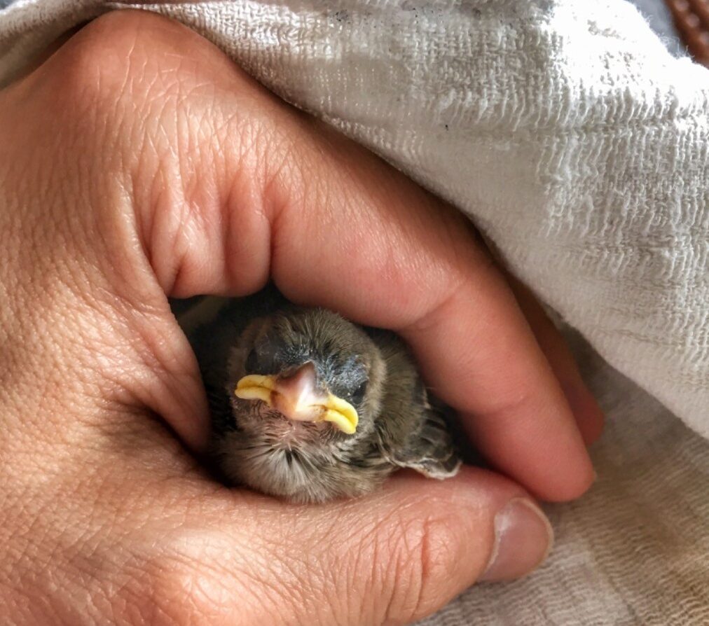 VIDEO Couple Brings Baby Sparrow Home Just To Keep Her Alive 3 Years 