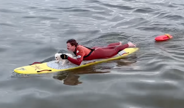 NextImg:Long Beach Lifeguards Rescue Small Dog Who Was Swimming Out to Sea