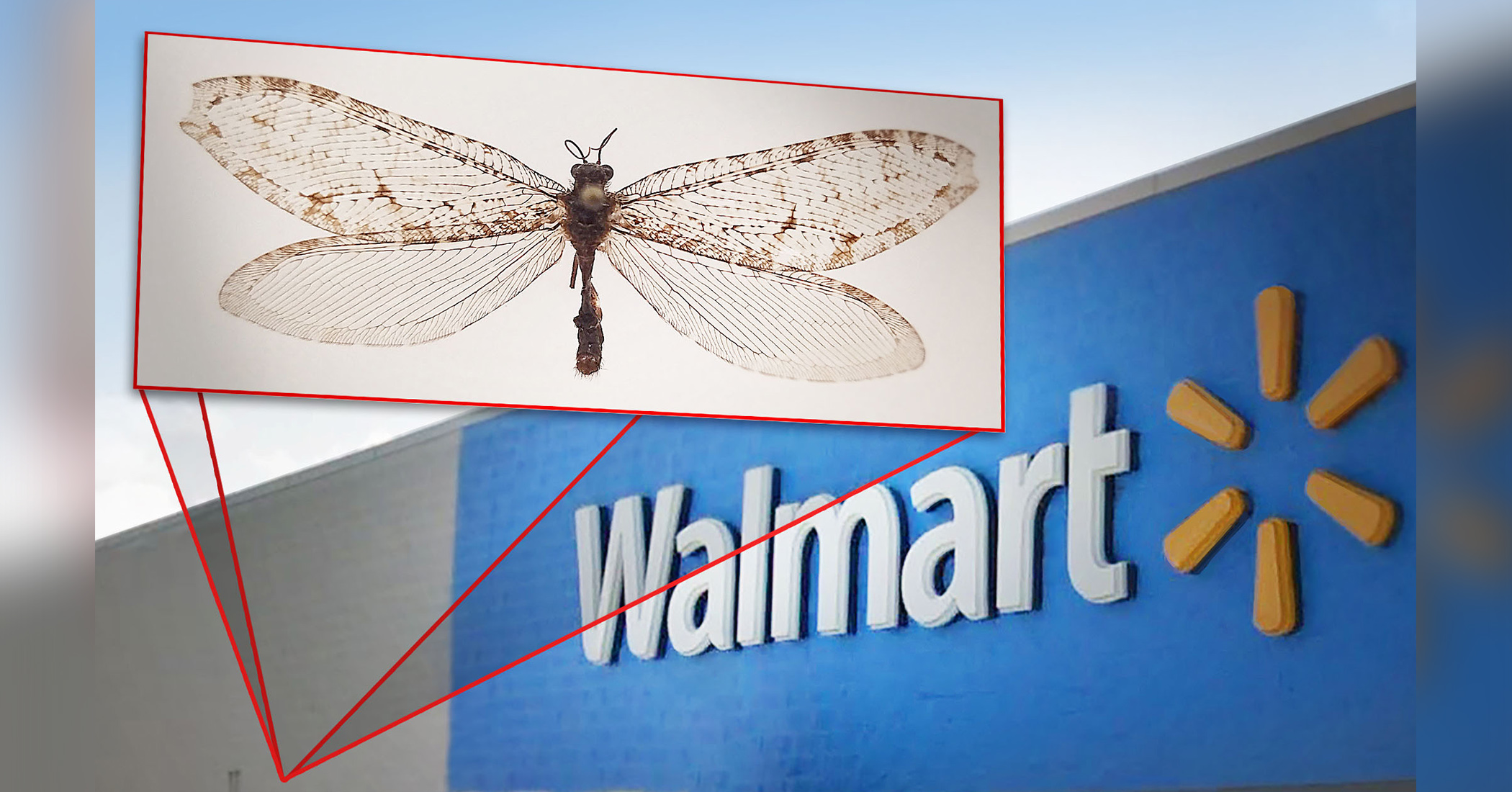 NextImg:Giant flying insect found on Walmart in Arkansas turns out to be surviving Jurassic-era relic